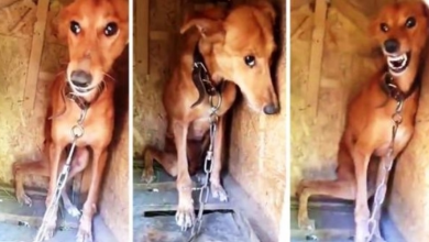 Photo of 87-Year-Old Man Ties Dog On A Short Chain And Locks Her Up In A Box For 6 Years