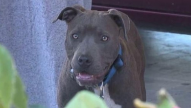 Photo of Heroic Pit Bull Saves Family From Fire, Pulls Baby By Diaper To Safety