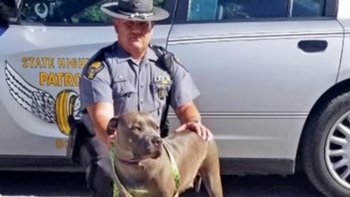 Photo of State Trooper Adopts Pit Bull He Saved from Highway: “I Knew She Was Secure with Me”