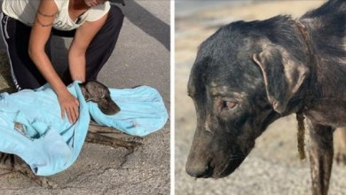 Photo of Dog Found With A Rope Embedded Into His Neck From Being Tied Up For So Long