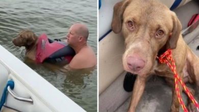 Photo of Sadistic Person Hurls Friendly Dog Into A Lake & Hopes He Will Drown