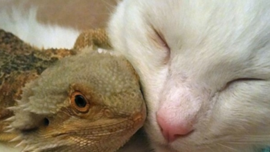 Photo of The Unlikely Friendship Between A House Cat And A Bearded Dragon
