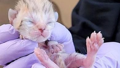 Photo of Three Sand Kittens Born At Idaho Zoo, Look Absolutely Adorable