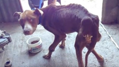 Photo of Dog Whose Owner ‘Forgot’ To Feed Him Day After Day, Until He Could Barely Stand