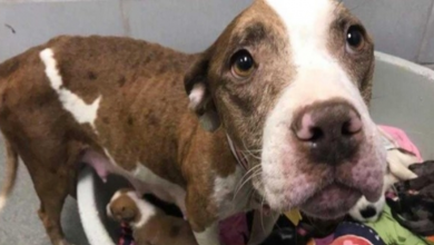 Photo of Starved Pit Bull Mama Has No Idea Why She And Her Babies Were Left At Shelter
