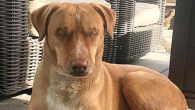 Photo of Owners Have Dog’s Infected Eyes Removed Instead Of Treating Them, Dump Him At Pound