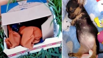 Photo of Owner Mercilessly Discards Newborn Puppy After She Was Born Without Front Legs