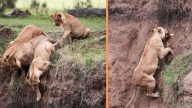 Photo of Mother Lioness Risks Her Life To Save Her Son In A Dramatic Rescue Caught On Camera