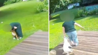 Photo of Pet Sitter Caught Hurting Pups In Her Care, Busted On Surveillance Video