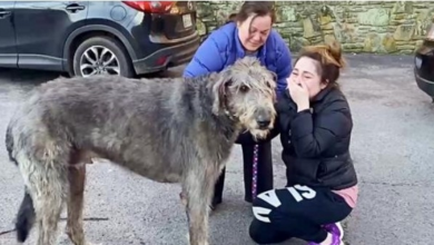 Photo of Family Tearfully Reunites With Lost Dog Who Was Thrown From Car Window After Crash