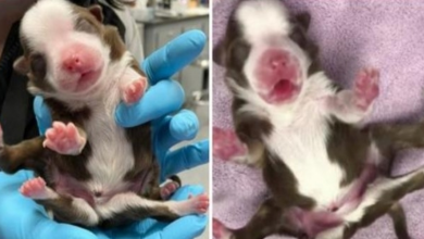Photo of Rare Pup Born With 6 Legs & Two Sets Of Many Organs Is Growing Stronger