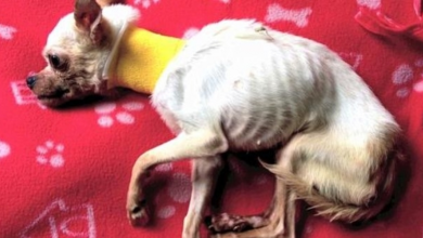 Photo of She Was Dying On The Road But When She Saw A Woman, She Softly Wagged Her Tail