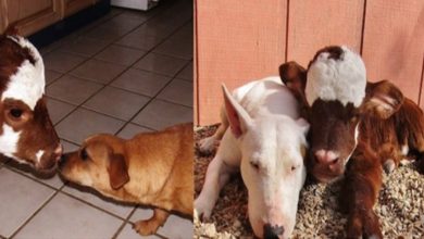Photo of Mini Cow Saved From Auction House Lives With 12 Dogs And Loves Them As Her Brothers