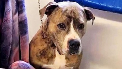 Photo of After Being Rejected For 720 Days, Dog Sits By Himself In Sad Corner Of Shelter