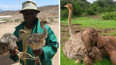 Photo of Kind Ostrich Cares For Orphaned Elephant at Animal Shelter