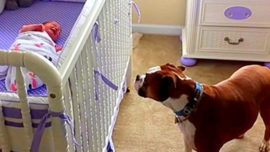 Photo of Dog Weeps Her Heart Out When She Hears Newborn Baby Crying For The First Time
