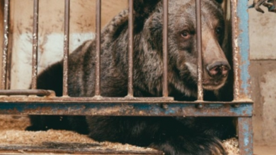 Photo of Rescuers Free A Circus Bear From Her Life In A ‘Tiny Cage’ In A Garage
