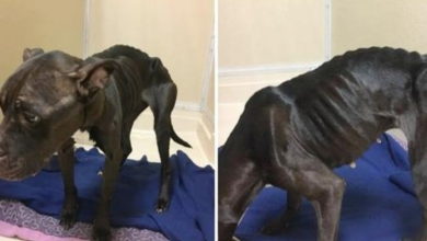 Photo of Owner Lets His Grossly Emaciated Female Terrier Mix Roam The Streets Alone