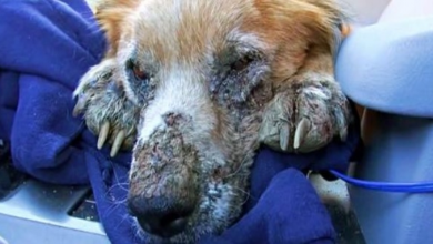 Photo of Ailing Homeless Dog Closed His Eyes, Knowing He Was Finally Safe For First Time