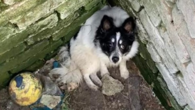 Photo of Stray Dog Spends Night All Alone After Falling Into Manhole