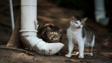 Photo of People Chip in To Help Brazil’s Cat Island Starved by the Coronavirus Pandemic