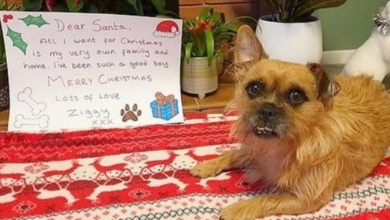 Photo of Thousands Of Shelter Dogs “Write” Letters To Santa Asking For Forever Homes
