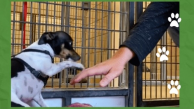 Photo of Shaking Dog Finds a Safer Home at a Shelter