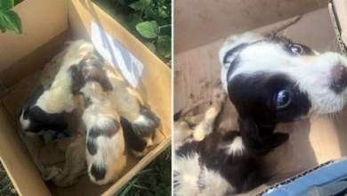 Photo of Pups Sold In Illegal Puppy Trade Were Dumped In Box On Road When They Got Parvo
