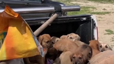 Photo of Truck Bed Full Of Puppies Left Alongside The Road To Fend For Themselves
