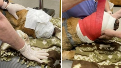 Photo of They Tried To Snuff Out Friendly Pup But Dog Ran Home To Owner With Burnt Face