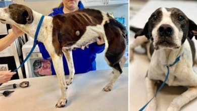 Photo of She Was Shot Then Hit By A Car, But She Still Never Stops Wagging Her Tail