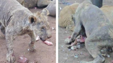 Photo of More Than 100 Neglected Lions Abandoned At South African Facility
