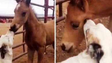 Photo of Friendly Dog Begs Mama Horse To Let Him Play With Her 1-Week-Old Baby Horse