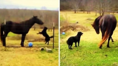 Photo of Horse Adopts Tiny Dog & Began Raising Her, Now The Dog Won’t Stop Following Him