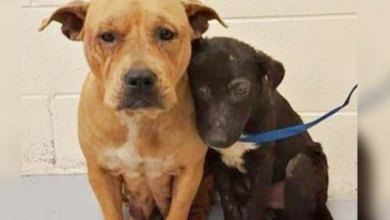 Photo of Unloved & Unwanted Pit Bulls Cling To One Another For Comfort