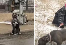 Photo of Scared Pittie Sits Alone In The Road Before Becoming A Big Daddy’s Girl