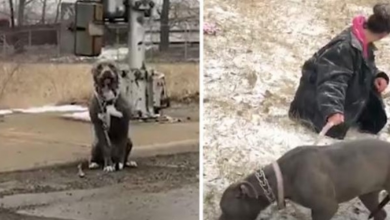 Photo of Scared Pittie Sits Alone In The Road Before Becoming A Big Daddy’s Girl