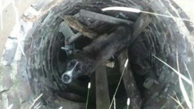 Photo of Boys Save Emaciated Dog They Find Dumped In Old Sewer Drain