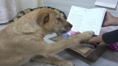 Photo of Sad Shelter Dog Gets A Sweet Note In Package From Adoptive Mom