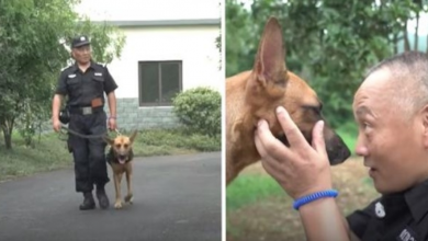 Photo of Cop Spends His Own Savings To Care For Retired And Neglected K9s