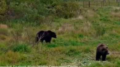 Photo of Sibling Brown Bears In Alaska Spotted “Synchronized Napping” In Viral Video