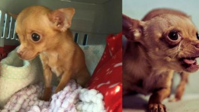 Photo of This Chihuahua Was Petrified In Her Cage, Until Someone 600 Miles Away Lent A Helping Hand..