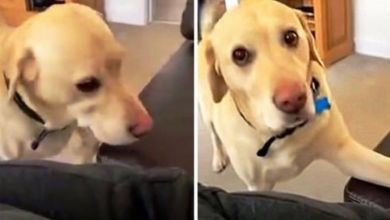 Photo of Super Polite Dog Taps Man’s Leg To Let Him Know That He’s Sitting In His Spot