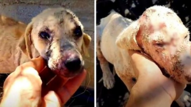 Photo of Owner Dumps Sick Puppy On The Side Of The Road, Puppy Struggles To Survive