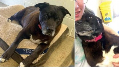 Photo of 14-Year-Old Shelter Dog Gets Adopted After Spending 11 Years Praying For A Family