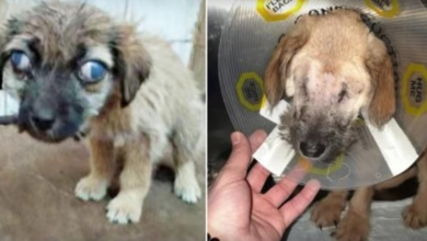 Photo of Eyeless Puppy Left Road-Side Learns What ‘Real Love’ Feels Like