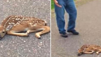 Photo of Man Sees Fawn Lying Motionless On The Road And Knew He Needed To Act Fast
