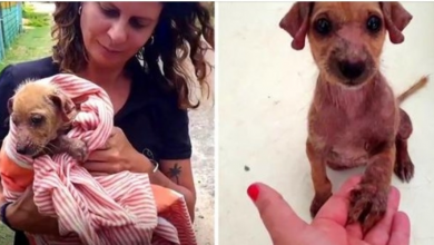Photo of Dumped Puppy Was Terrified Of Humans, But One Kind Woman Made Her Wag Her Tail