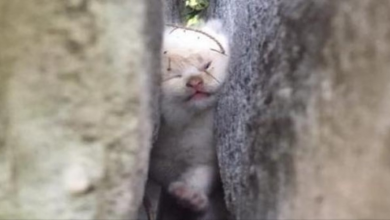 Photo of Kitten Trapped Between Large Boulders After Two Days, Is Freed