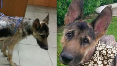 Photo of Neglected German Shepherd Dog Experiences Love For The First Time In His Life